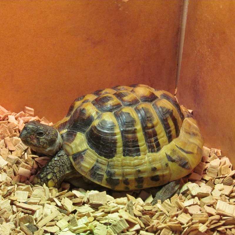Ted the Tortoise